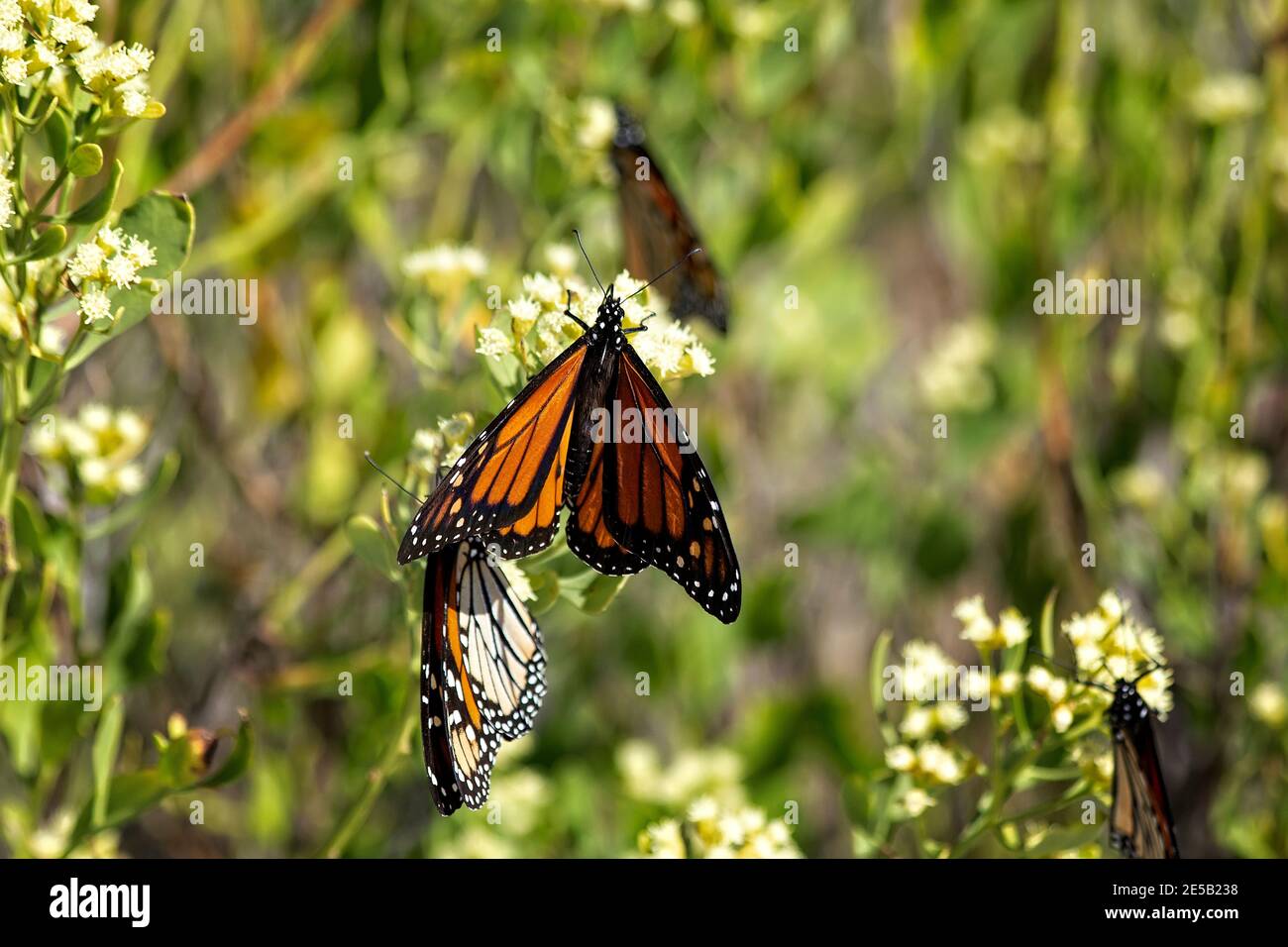 Monarch Schmetterling auf einer Wildblume in Destin, Florida Stockfoto