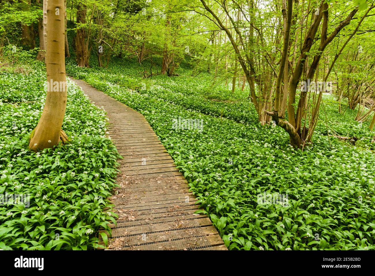 Ein Teppich aus Bärlauch oder Wällen auf einem Wald Boardwalk im Frühling in Wrexham North Wales Sie Sind essbar und kann als Salatkraut verwendet werden Stockfoto