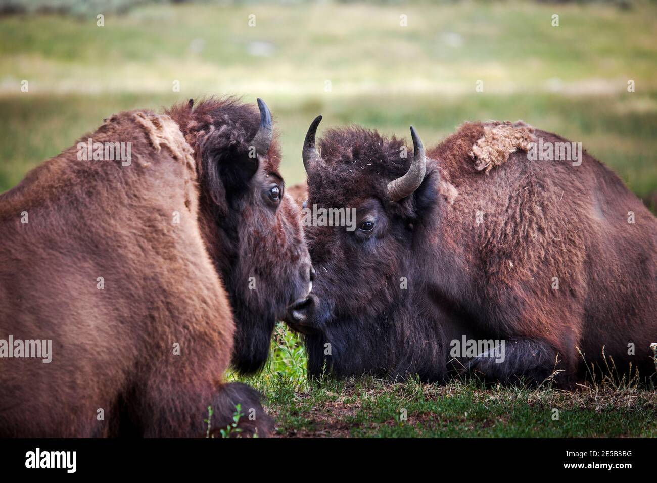 Bison Calf oder amerikanische Büffel, in der Nähe des Yellowstone River, zwischen Tower Junction und Lamar Valley, Yellowstone National Park, Wyoming. Es gibt eine Schar Stockfoto