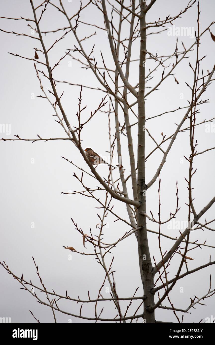 An einem Wintertag in Santa Fe, New Mexico, USA, steht ein einsamer Sperling in einem blattlosen Baum. Stockfoto