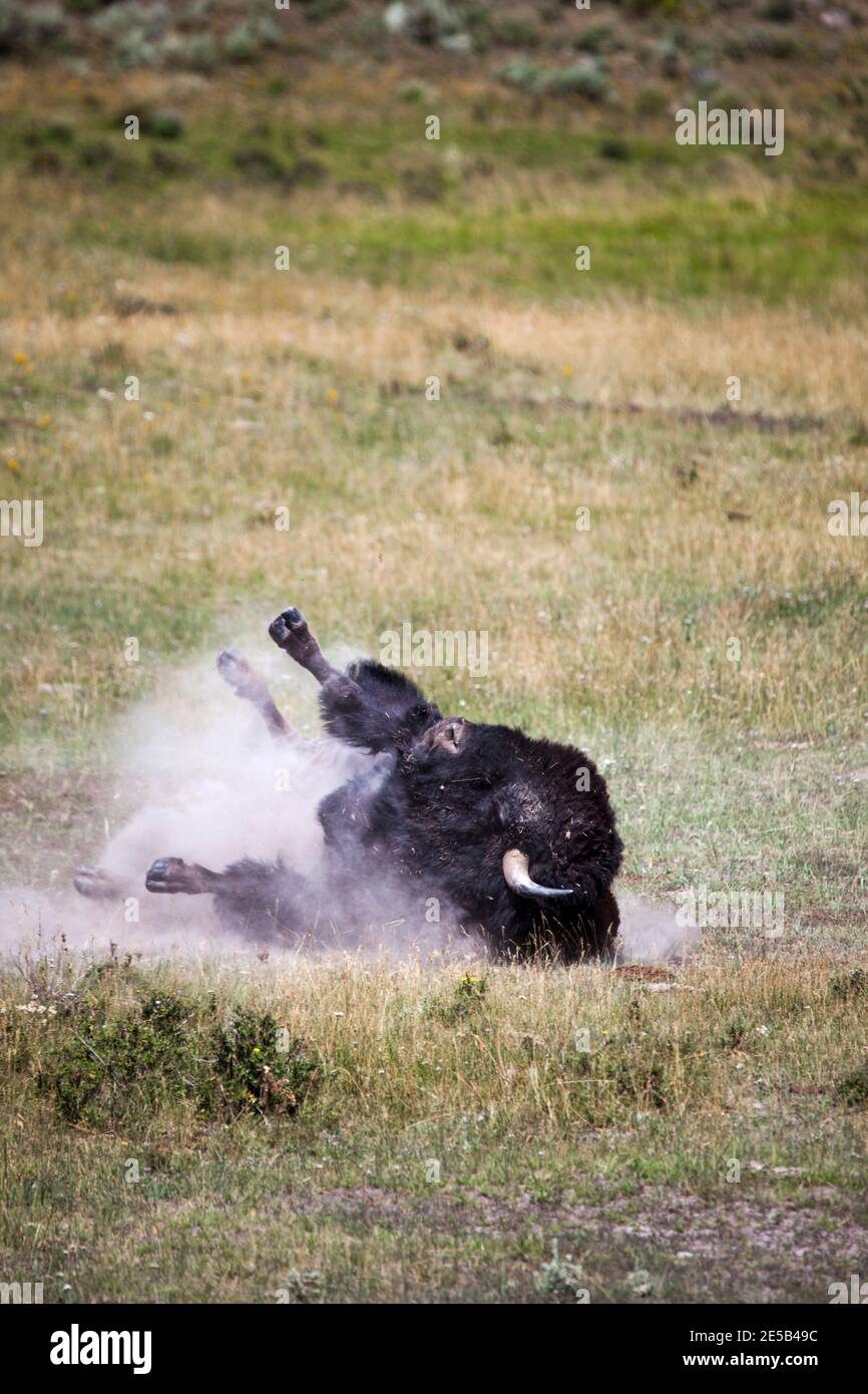 Bison, oder amerikanischer Büffel, nimmt ein Staubbad in der Nähe des Yellowstone River, zwischen Tower Junction und Lamar Valley, Yellowstone National Park, Wyoming. Stockfoto