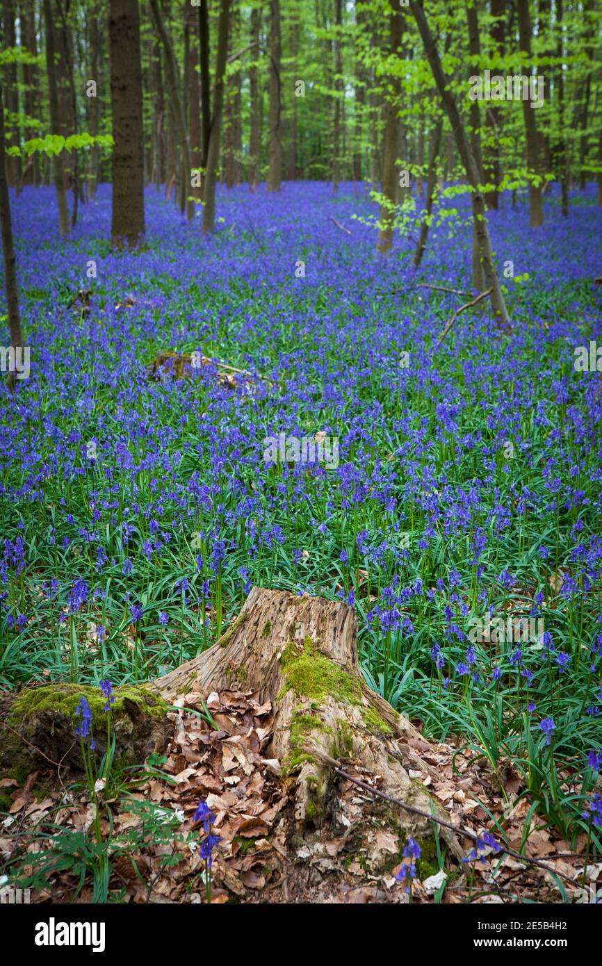 Bluebells im Bois de Hal, Hallerbos, Belgien Stockfoto