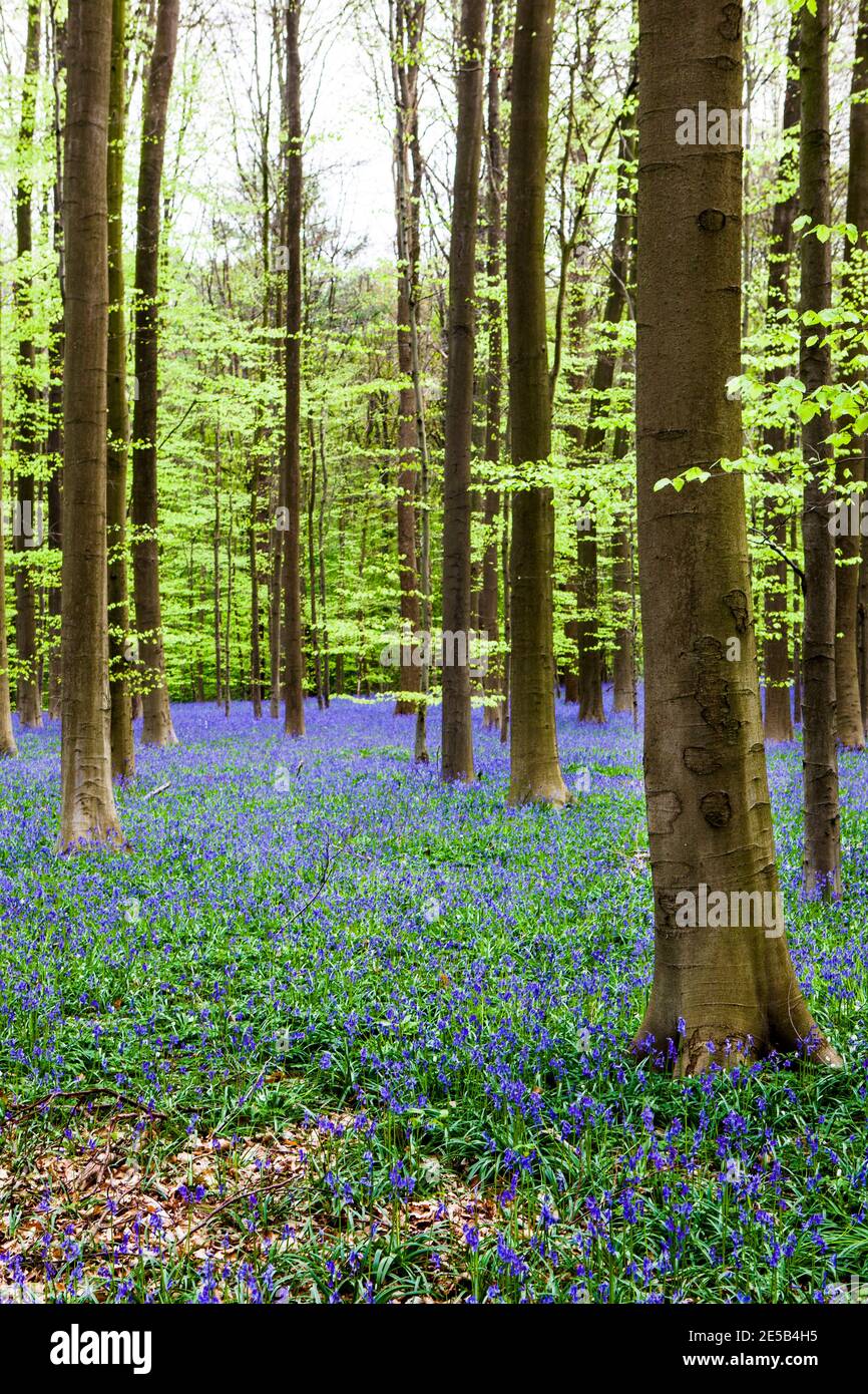 Bluebells im Bois de Hal, Hallerbos, Belgien Stockfoto