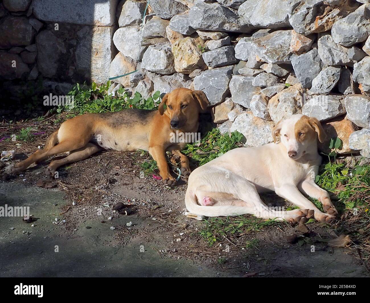 Zwei Hunde, die sich im Abendlicht entspannen, Mani, Peloponnes, Griechenland Stockfoto
