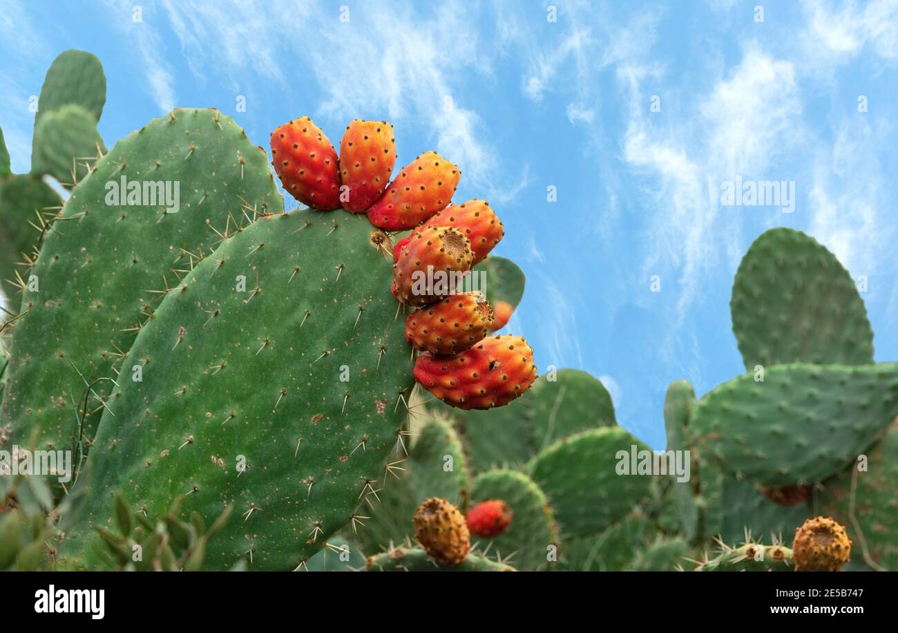 Grüner Kaktus mit roten Früchten aus nächster Nähe Stockfoto