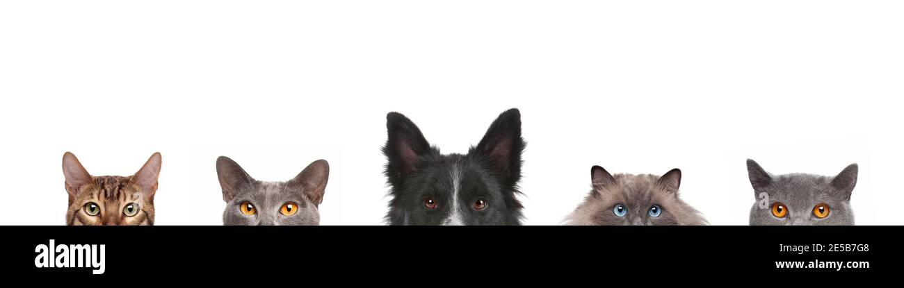 Beschnittene Ansicht von Hundekopf und Katzenkopf isoliert auf Weißer Hintergrund Stockfoto