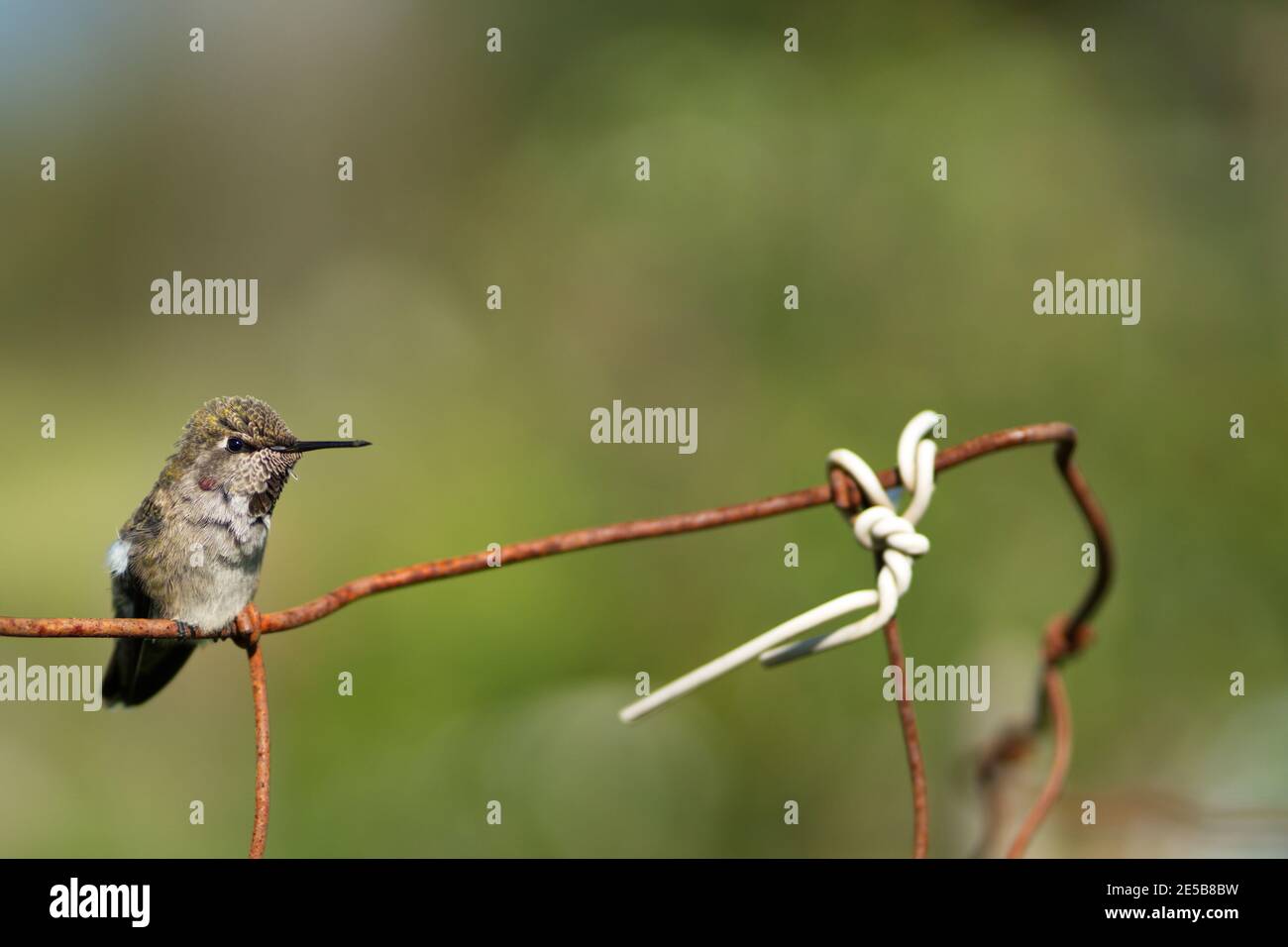 Kleine Kolibri ruht auf verrosteten Drahtzaun mit weißer Schnur im Hintergrund. Grüne künstlerische Schärfentiefe. Stockfoto