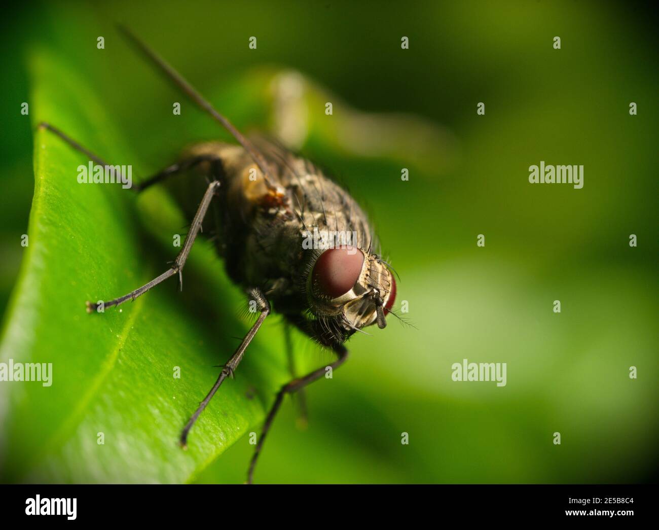 Detaillierte Makrofotografie Nahaufnahme der Fliege mit roten Augen auf grünem Blatt, zeigt detaillierte Kopf und Augen und künstlerische Tiefe f Feld Hintergrund Stockfoto