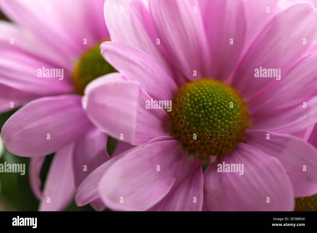 Floral Beauty Abstract / Nature Concept - hochauflösendes Makro Mit rosa Aster-Blütenkopf Stockfoto
