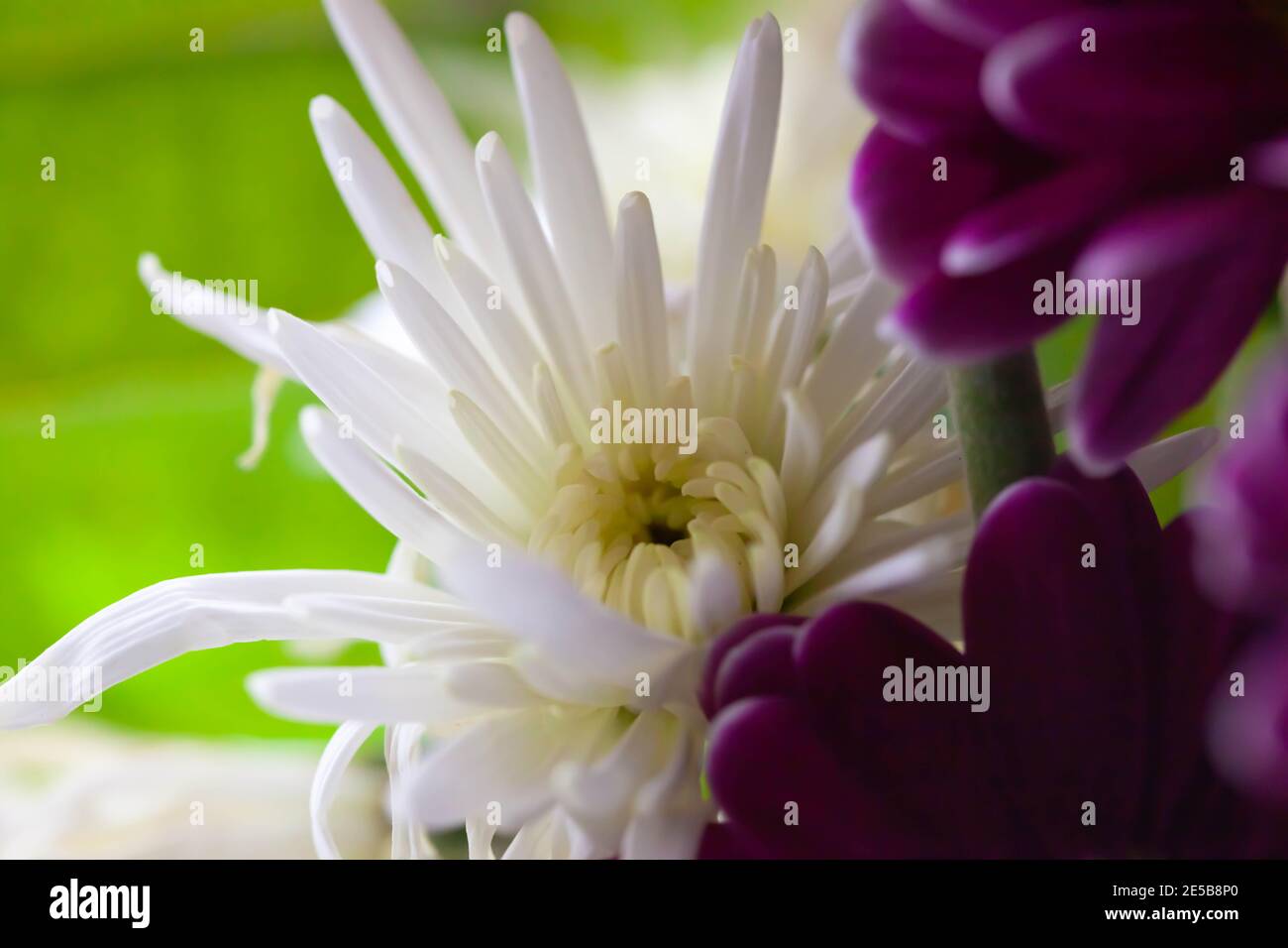 Nahaufnahme abstrakt von frischen weißen Chrysantheme Blumenstrauß Stockfoto