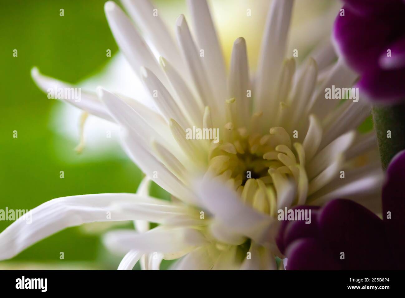 Nahaufnahme von frischen weißen Chrysanthemen und violetten Asterblüten Bouquet Stockfoto