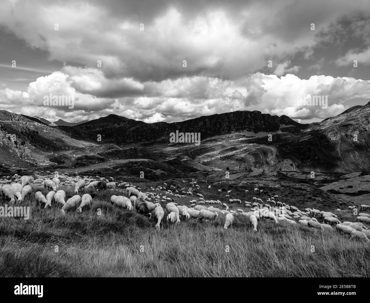 Schafschar in den Bergen Stockfoto