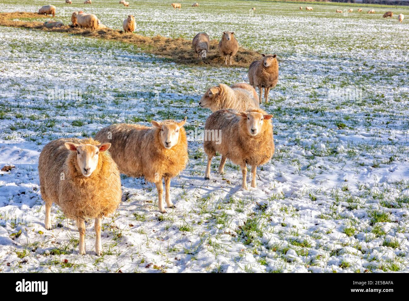 Gruppe von Schafen auf den Cotswolds im Winterschnee, England, Vereinigtes Königreich Stockfoto