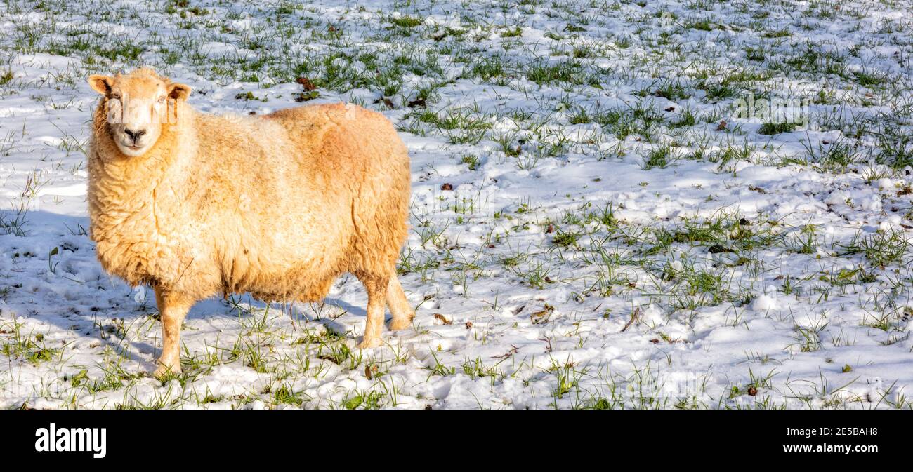 Winter 2021 Schafe im Schnee; Cotswolds; in der Nähe von Stroud; England; Vereinigtes Königreich Stockfoto