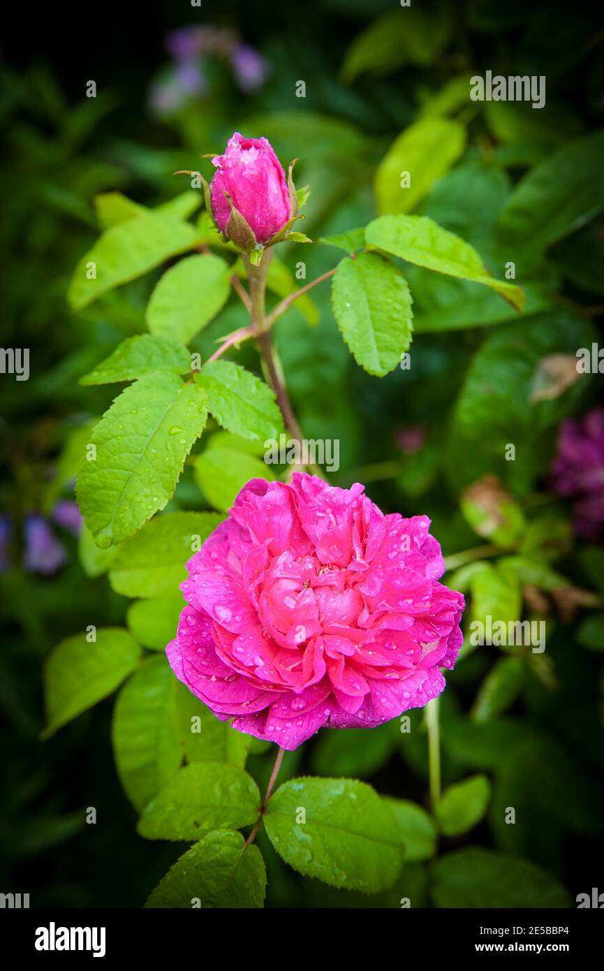 Eine rosa Rose mit einer Rosenknospe nach einem Regenschauer. Eine Rose ist eine Staude der Gattung Rosa, innerhalb der Familie Rosaceae. Es gibt über 100 Spez Stockfoto