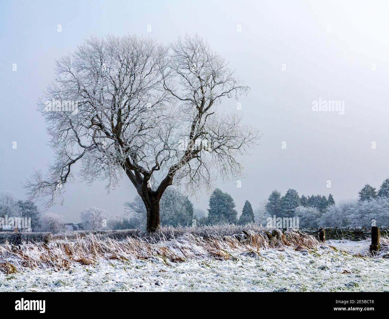 Winteransicht mit frostbedeckten Bäumen und Schnee bei Crich Im Amber Valley im Derbyshire Peak District England GB Stockfoto