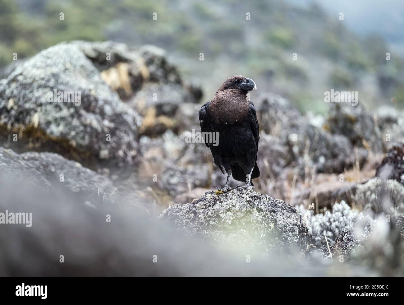 Weißhalsraben oder Corvus albicollis - großer Vogel auf den vulkanischen Klippen Boden auf dem Kilimanjaro cca 3900m Höhe Hänge. Es ist heimisch zu easte Stockfoto
