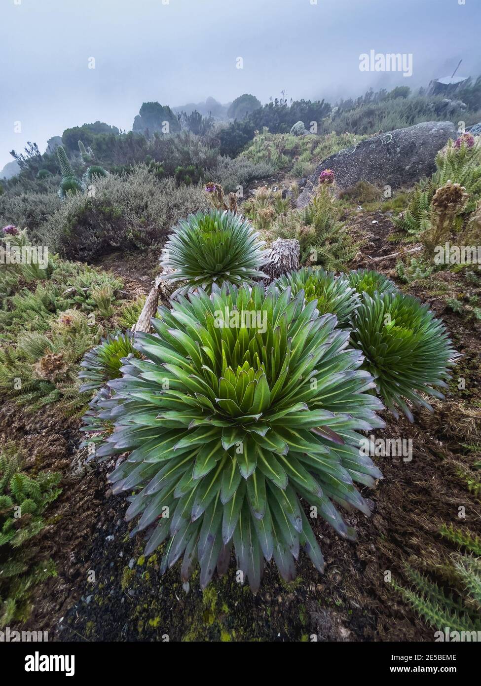 Lobelia deckenii - Hochgebirgsmoorzonen einzigartige Pflanze. Es ist eine riesige Logelie, die in den Bergen Tansanias beheimatet ist. Schuss war Mädchen in der Nähe von Baranco Ca Stockfoto