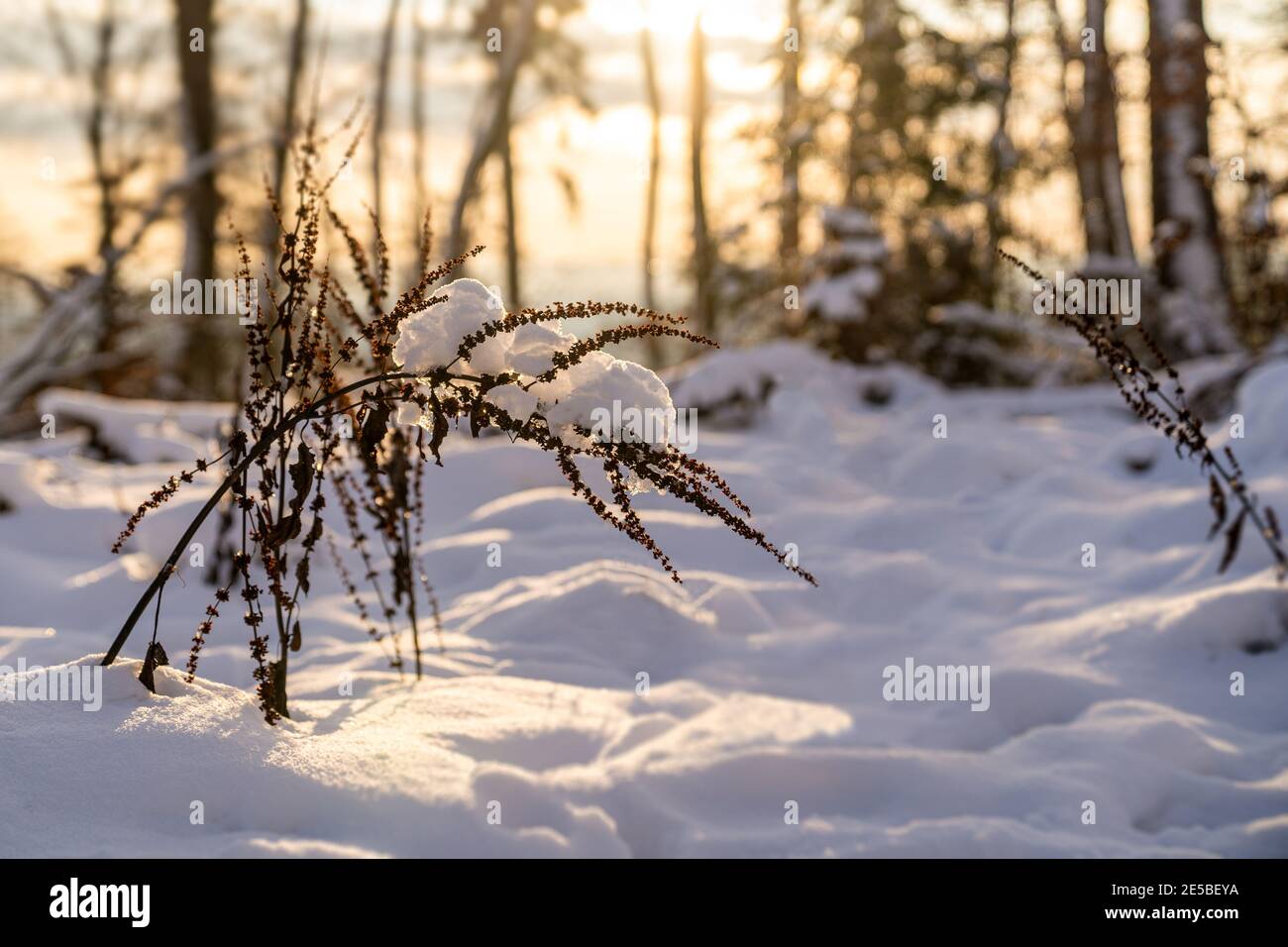 Gemeiner Schafgarbe in einem warmen winterlichen Sonnenaufgang hinter einem Schneeglöckchen Querformat Stockfoto