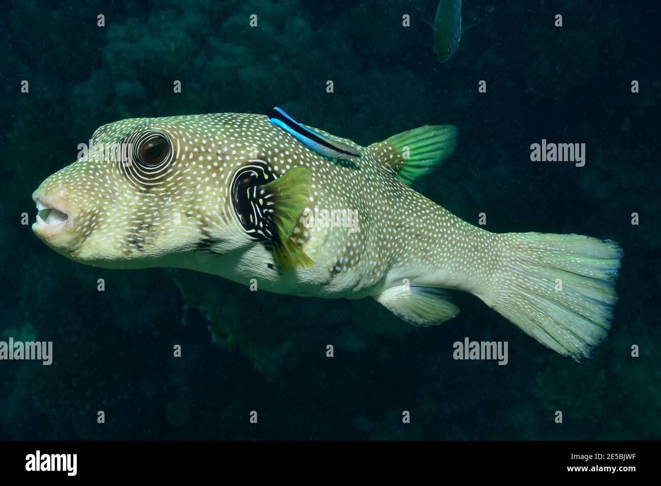 Arothron hispidus, Weißfleckenkugelfisch, Weißflecken-Kugelfisch, Labroides dimidiatus, Cleaner, gewöhnlicher Putzerfisch, Putzsymbiose, Rotes Meer, Ägypten Stockfoto