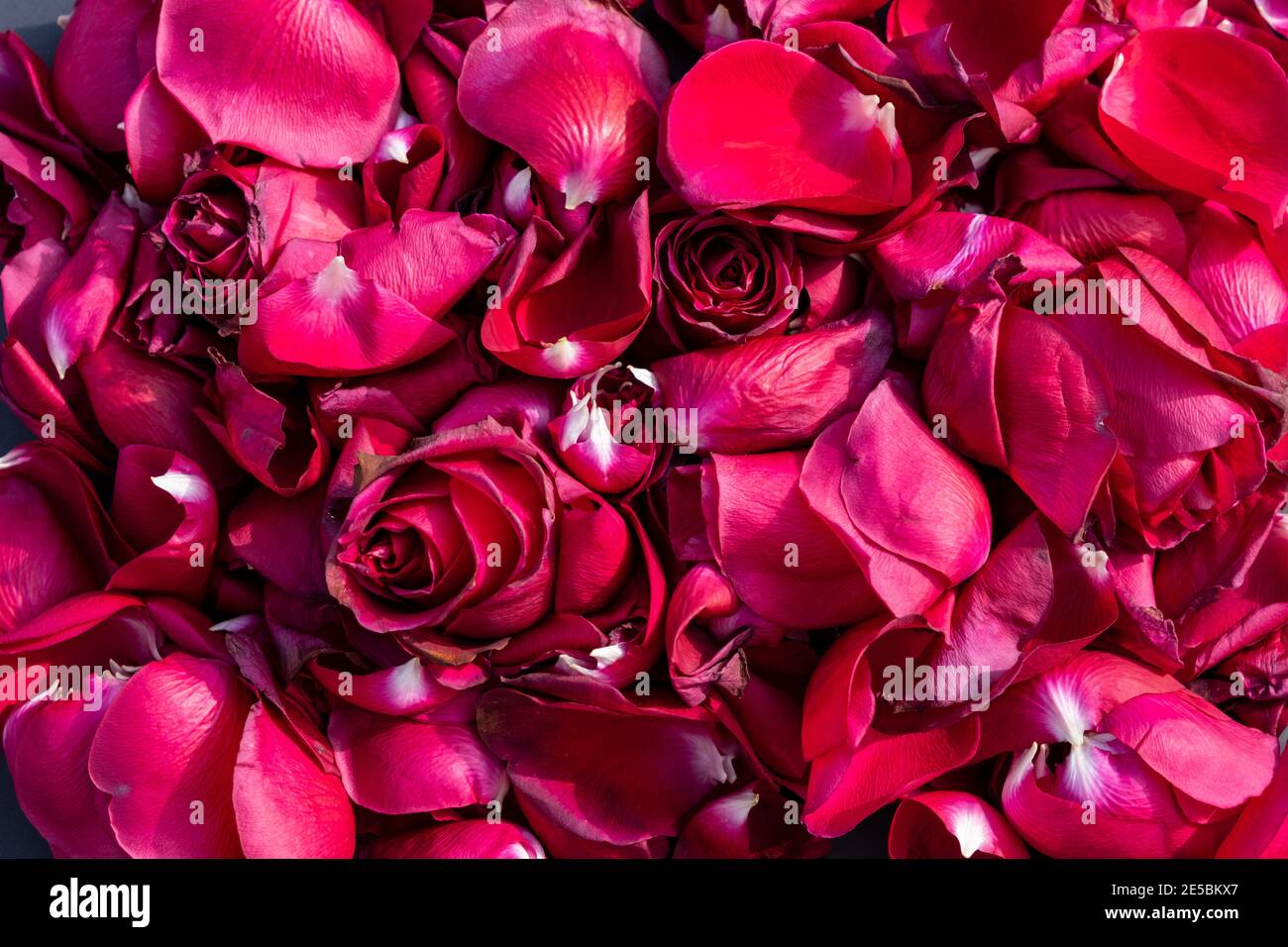 Feier- und Special-Event-Konzept: Draufsicht auf rote Rosen und viele dunkelrosa Blätter als. Natürlicher, rot strukturierter Hintergrund mit Kopierplatz für Liebhaber Stockfoto