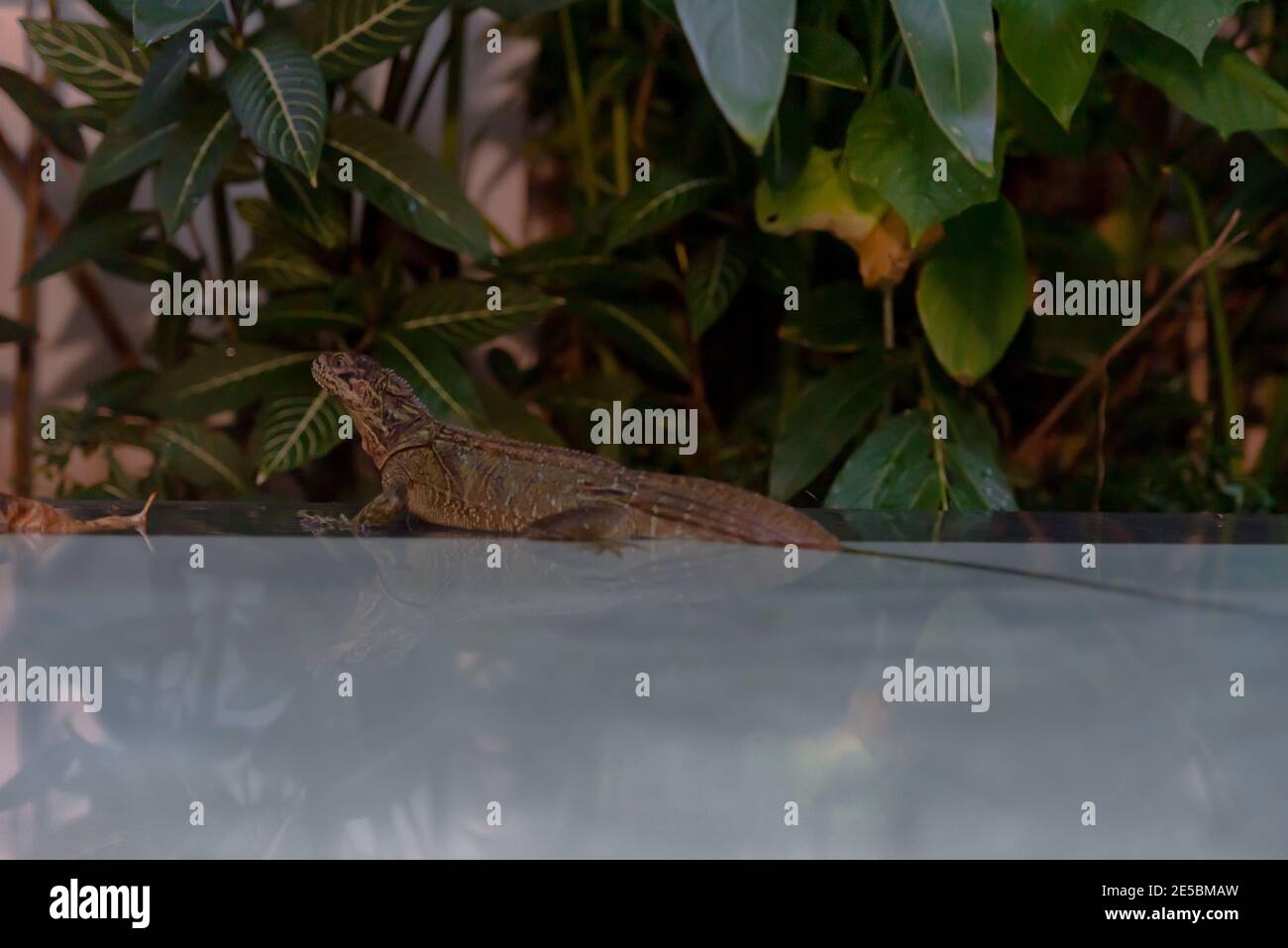 Segelflossen Philippine Lizard oder Hydrosaurus Pustulatus im Schwimmbad Stockfoto