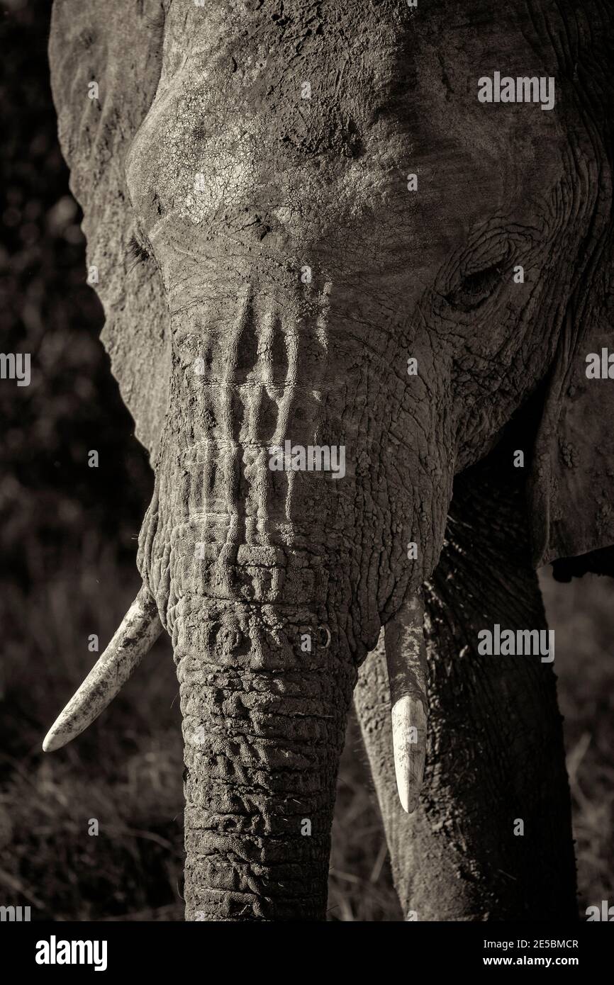 Elephant Black And White Stockfotos Und Bilder Kaufen Seite 2 Alamy