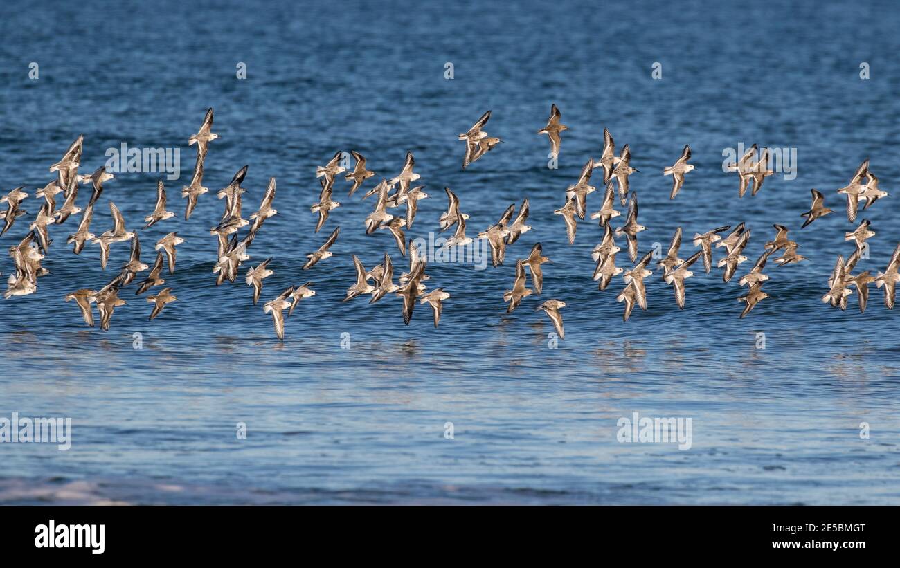 Ein Schwarm von Sanderlingen, Calidris alba, und lila Sandpiper, Calidris maritina, im Flug entlang der Küste von Maine, USA. Stockfoto