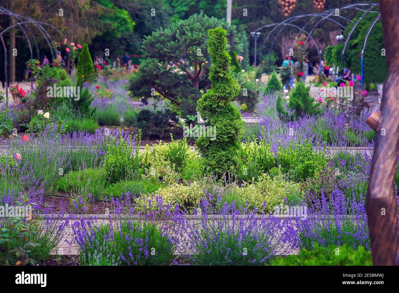 Landschaftsbett im Park mit Pflanzen und einem lockigen Thuja Busch ein  Garten mit Pinien und Rosen und Lavendel Blumen in einem Park Frhling Tag  Stockfotografie - Alamy