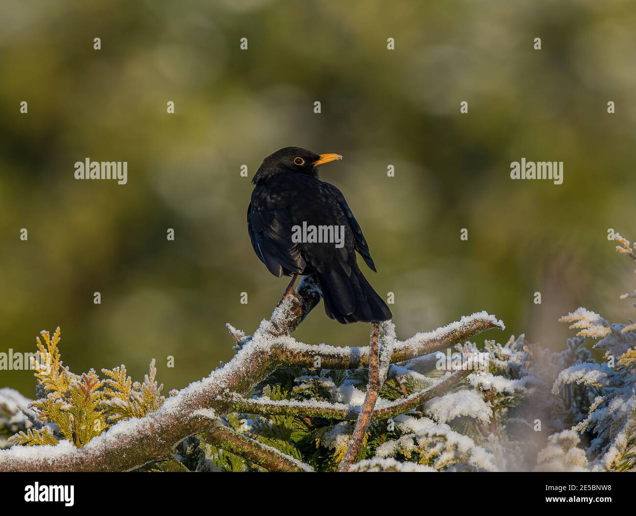 Schwarzer Vogel Stockfoto