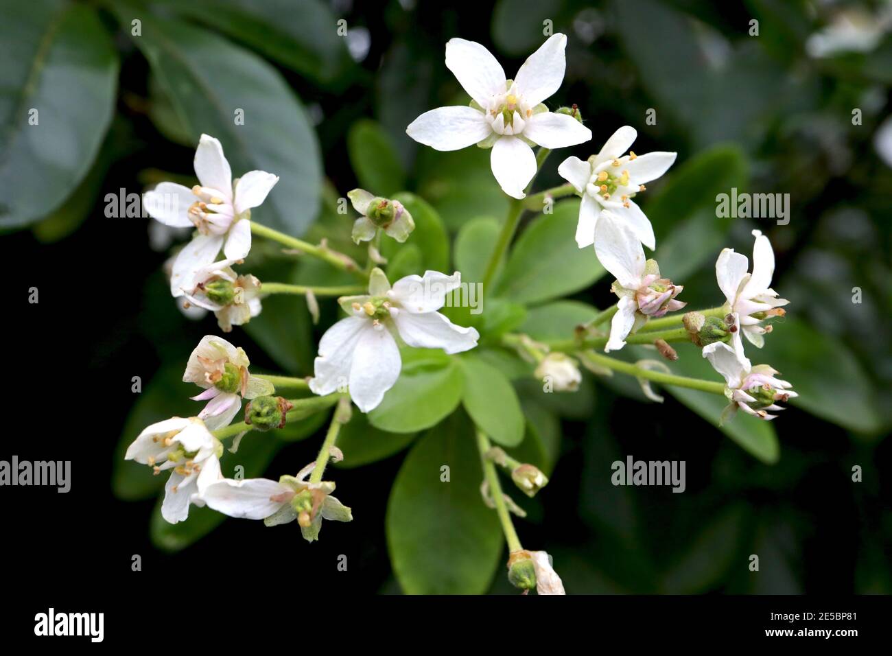 Choisya ternata mexikanische Orangenblüte – duftende Cluster aus weißen sternförmigen Blüten und mittelgrünen länglichen Blättern, Januar, England, Großbritannien Stockfoto