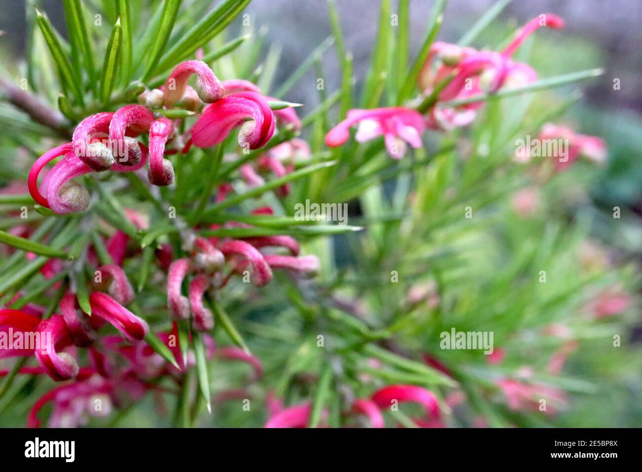 Grevillea rosmarinifolia Rosmarin grevillea - rosa Spinnenblume – gewickelte tiefrosa Blüten mit nadelähnlichen Blättern, Januar, England, Großbritannien Stockfoto