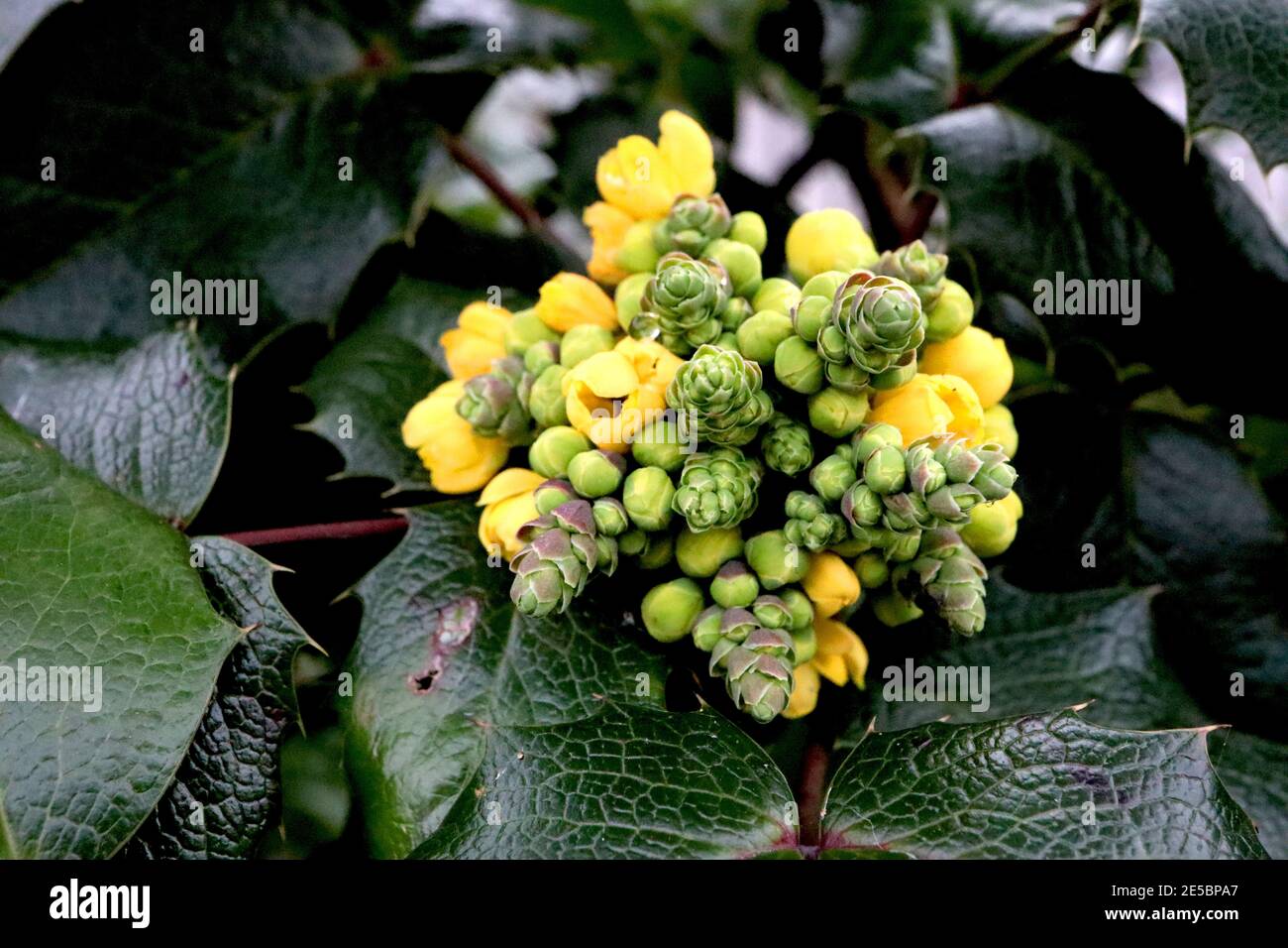 Mahonia aquifolium Oregon-Traube – kleine konische Blütenspitzen duftender gelber Blüten auf stacheligen Blättern, Januar, England, Großbritannien Stockfoto