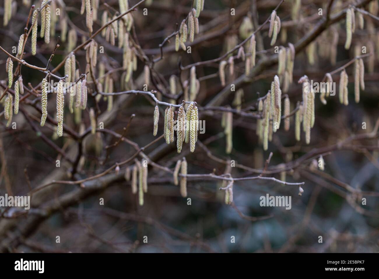 Männliche Kätzchen auf einem gemeinsamen Haselnussbaum im Winter. Stockfoto