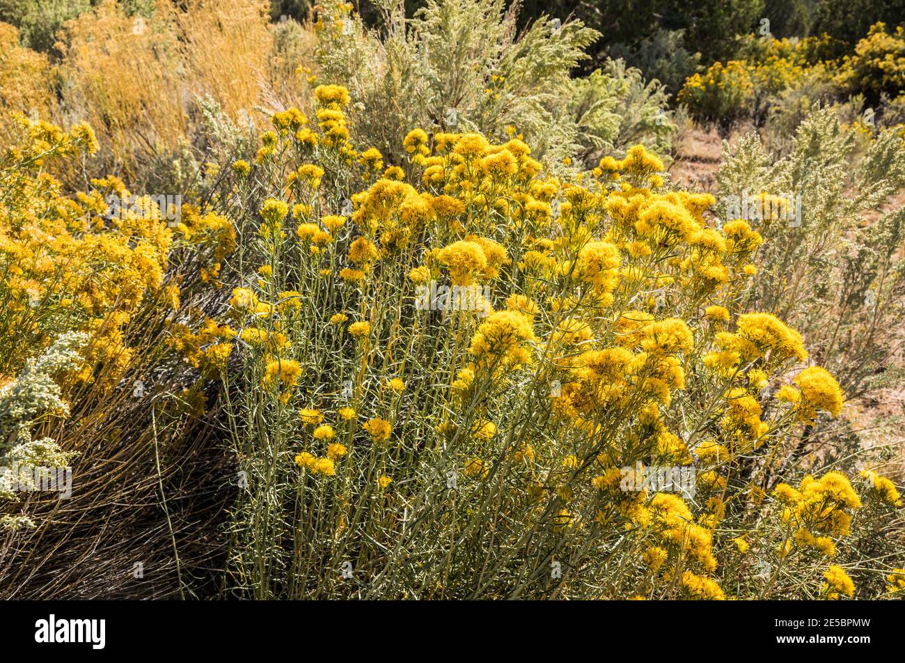 Rabbitbrush in Kodachrome Basin State Park, Utah, USA. Stockfoto