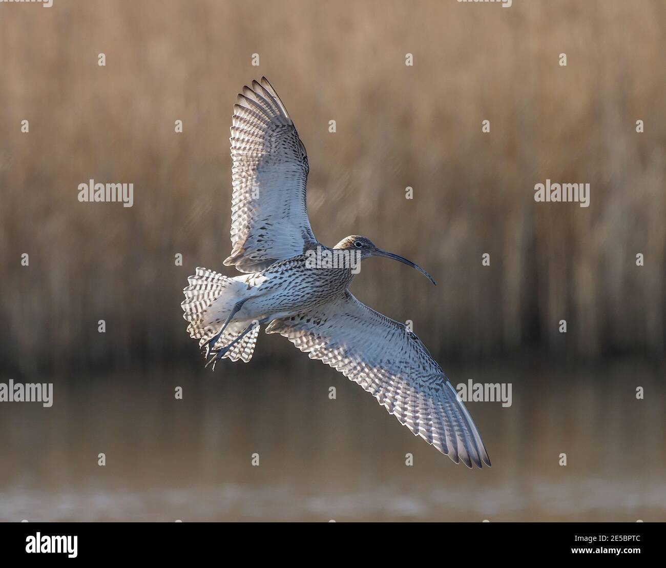 Curlew Landing, Teif Marshes, Wales Stockfoto