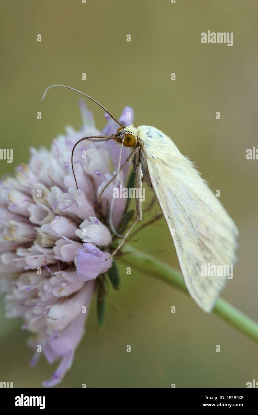 Eine Karottenmotte, Sitochroa palealis auf einer violetten, scheußlichen Blume Stockfoto