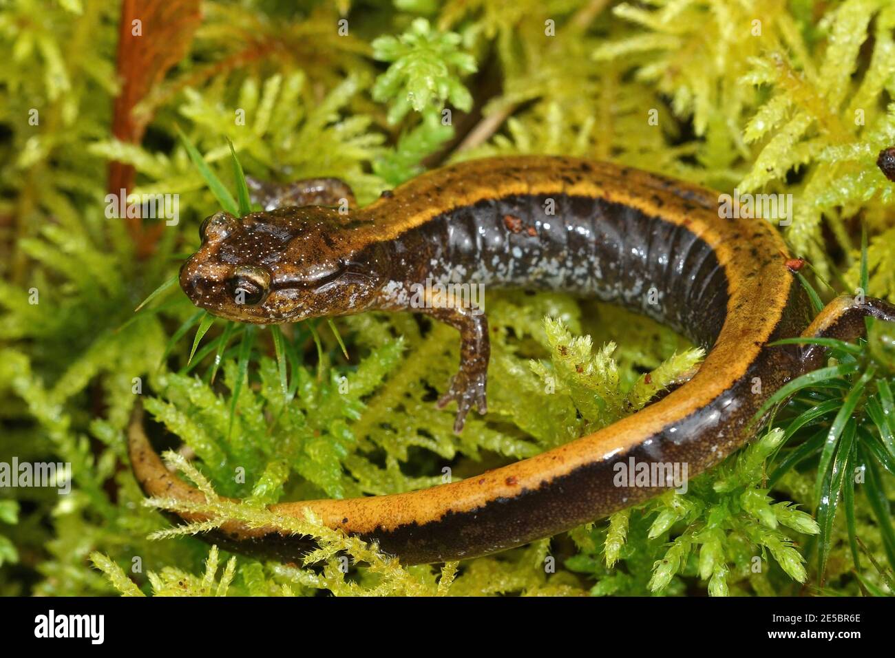 Ein gelbes Plethodon-Fahrzeug, Western-rfeedback-Salamander auf grünem Moos Stockfoto