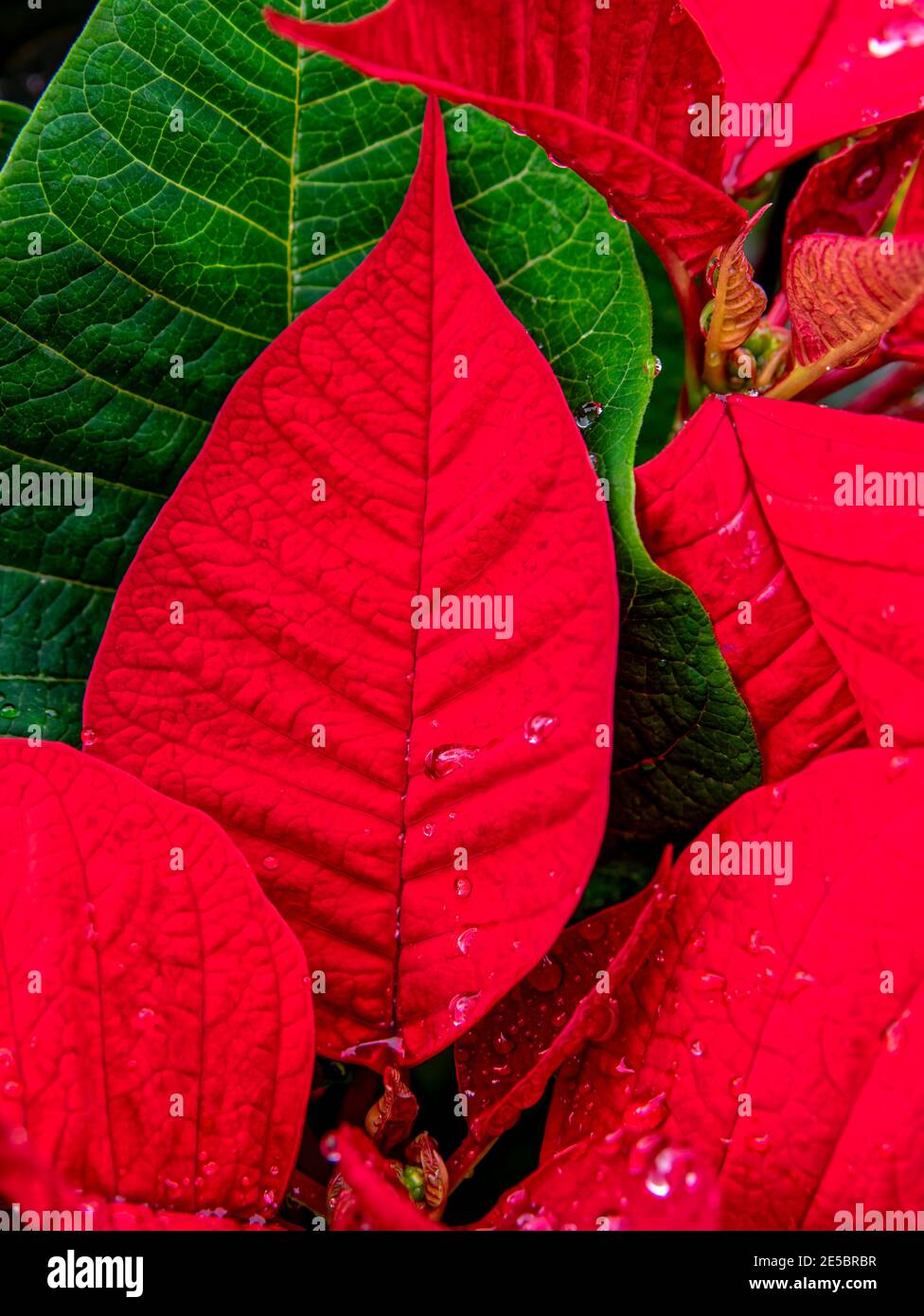 Rote Heilige Passion. Weihnachtsblume oder Poinsettia ist bekannt für seine roten und grünen Laub bekannt und ist weit verbreitet in Weihnachten floralen Displays verwendet. Stockfoto