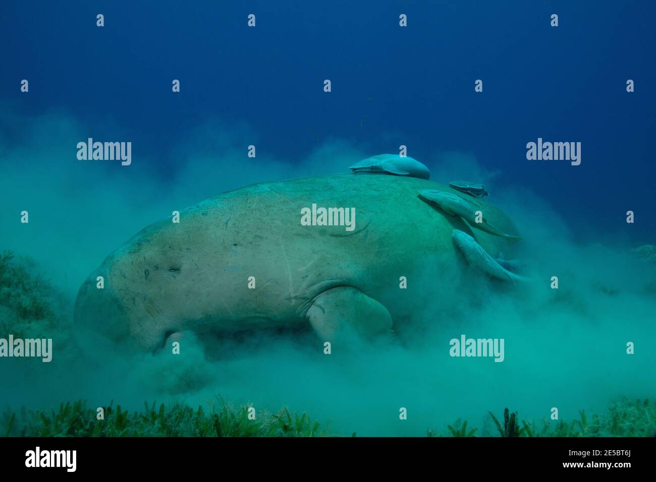 Dugong dugon, dugong, Gabelschwanzseekuh, Ekeneis naucrates, Remora, Gestreifter Schiffshalter, Coraya Beach, Rotes Meer, Ägypten, Rotes Meer, Ägypten Stockfoto