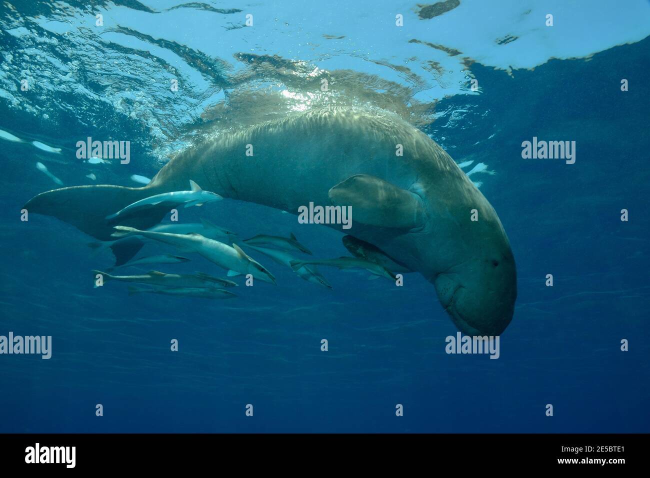 Dugong dugon, dugong, Gabelschwanzseekuh, Ekeneis naucrates, Remora, Gestreifter Schiffshalter, Coraya Beach, Rotes Meer, Ägypten, Rotes Meer, Ägypten Stockfoto