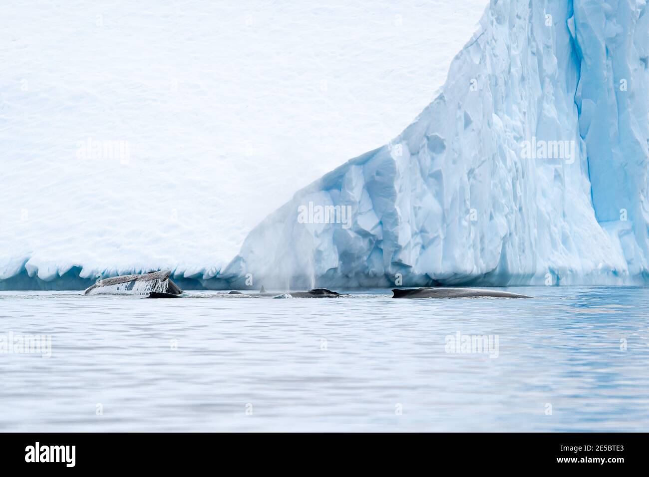 Eine Schote Buckelwale in der Nähe eines riesigen blauen Eisbergs In der Antarktis Stockfoto