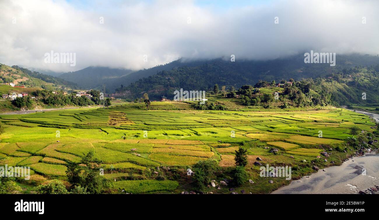Reisfelder in Nepal Stockfoto