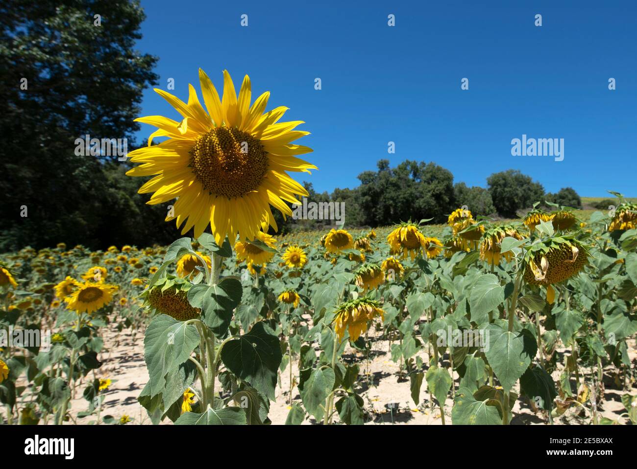 Schönes Sonnenblumenfeld in Spanien Stockfoto