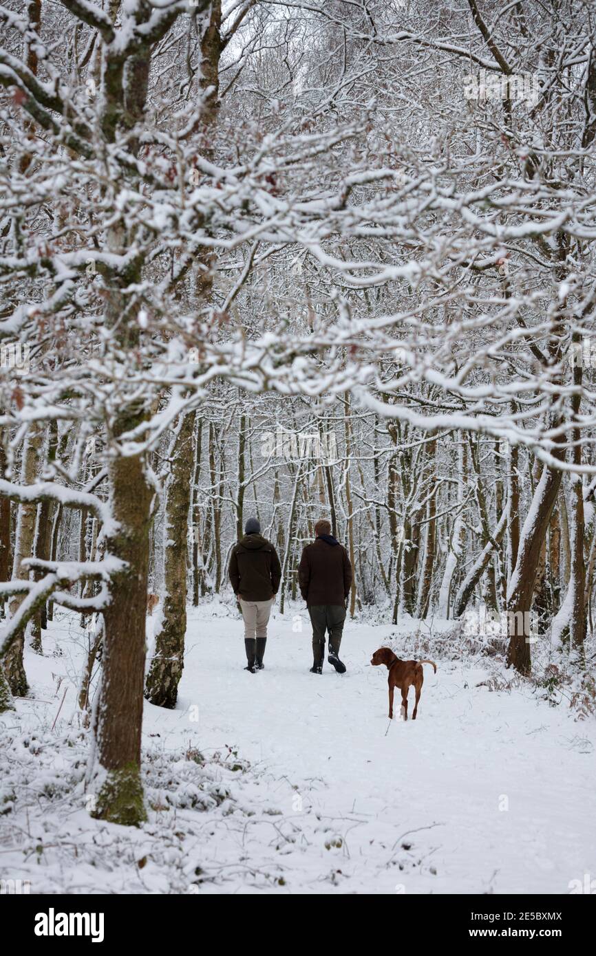 Hundespaziergänger auf schneebedecktem Waldwanderweg, Snelsmore Common, Newbury, Berkshire, England, Großbritannien, Europa Stockfoto