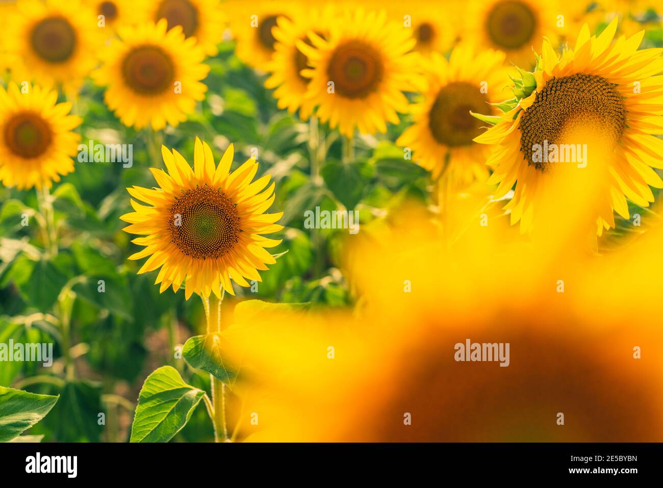 Feld der gelben Blumen. Landschaft mit Sonnenblumen Hintergrund. Fokus selektiv Stockfoto