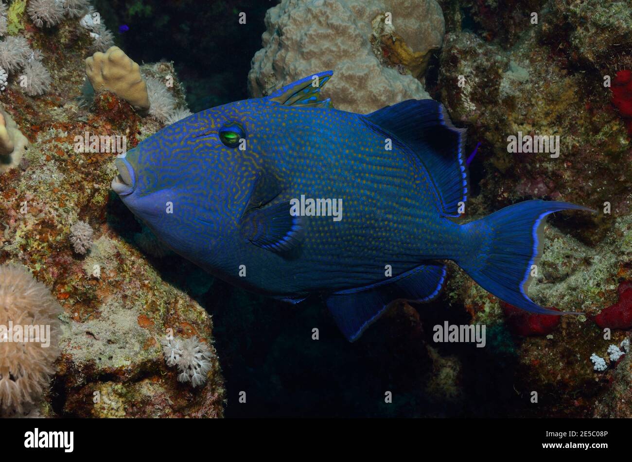 Pseudobalistes fuscus, blauer Drückerfisch, Blauer Drückerfisch, Blaustreifen-Drückerfisch, Coraya Beach, Rotes Meer, Ägypten, Rotes Meer, Ägypten Stockfoto