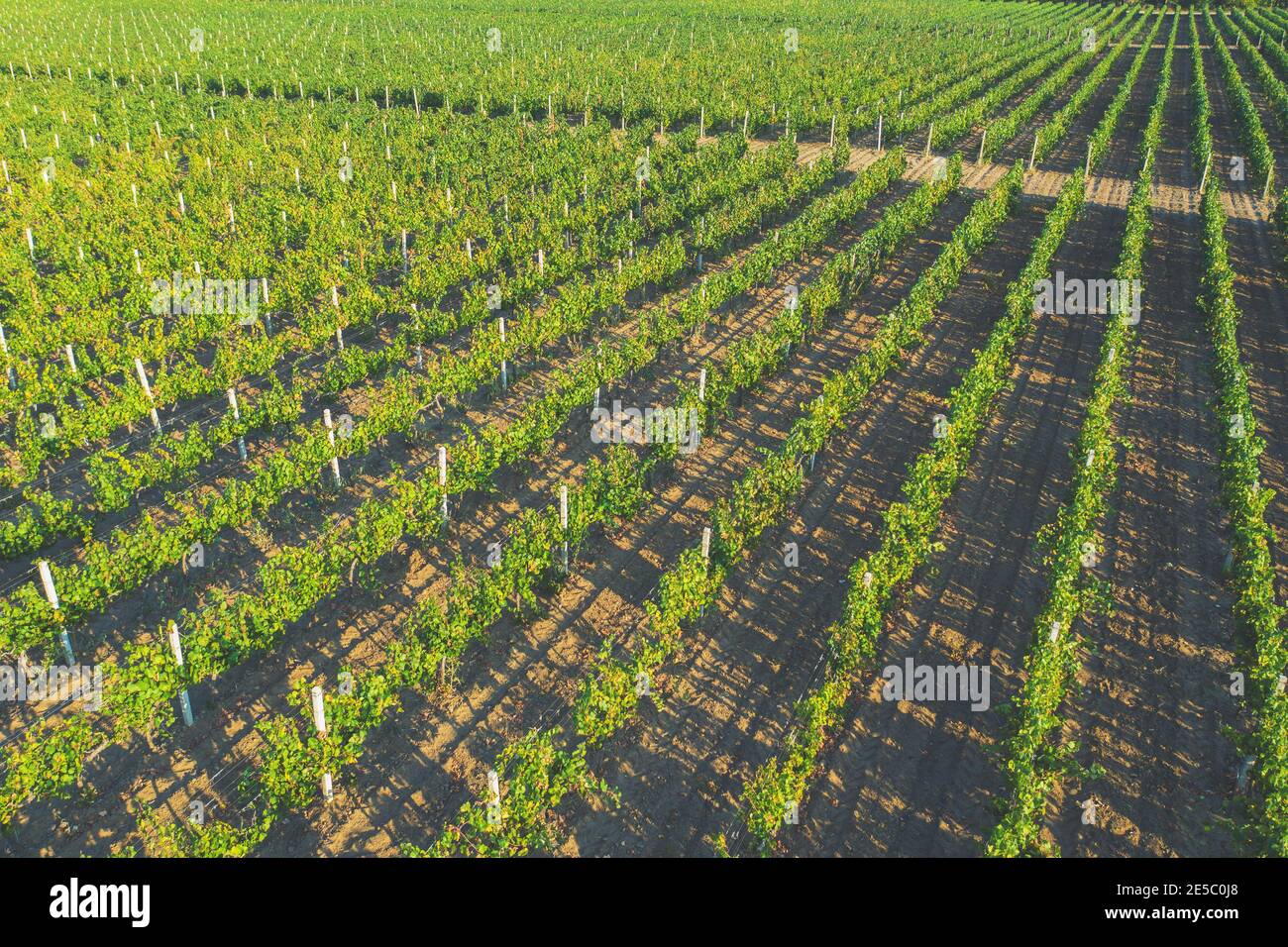 Landwirtschaftliche Landschaft, Ackerland. Weinbergplantage im Herbst. Die Weinrebenreihe Stockfoto