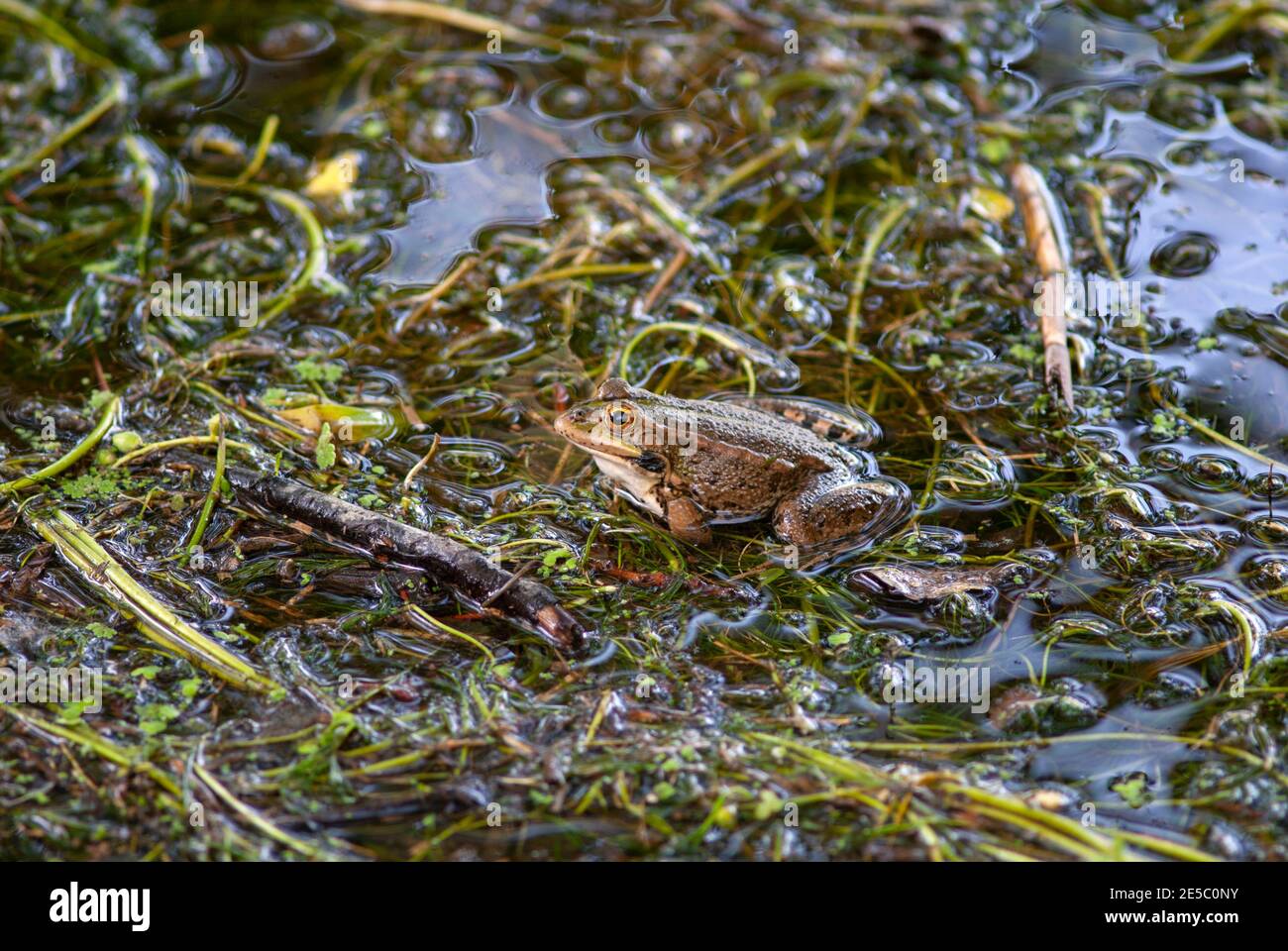 Frosch in frischem wasser Fotos und Bildmaterial in hoher Auflösung