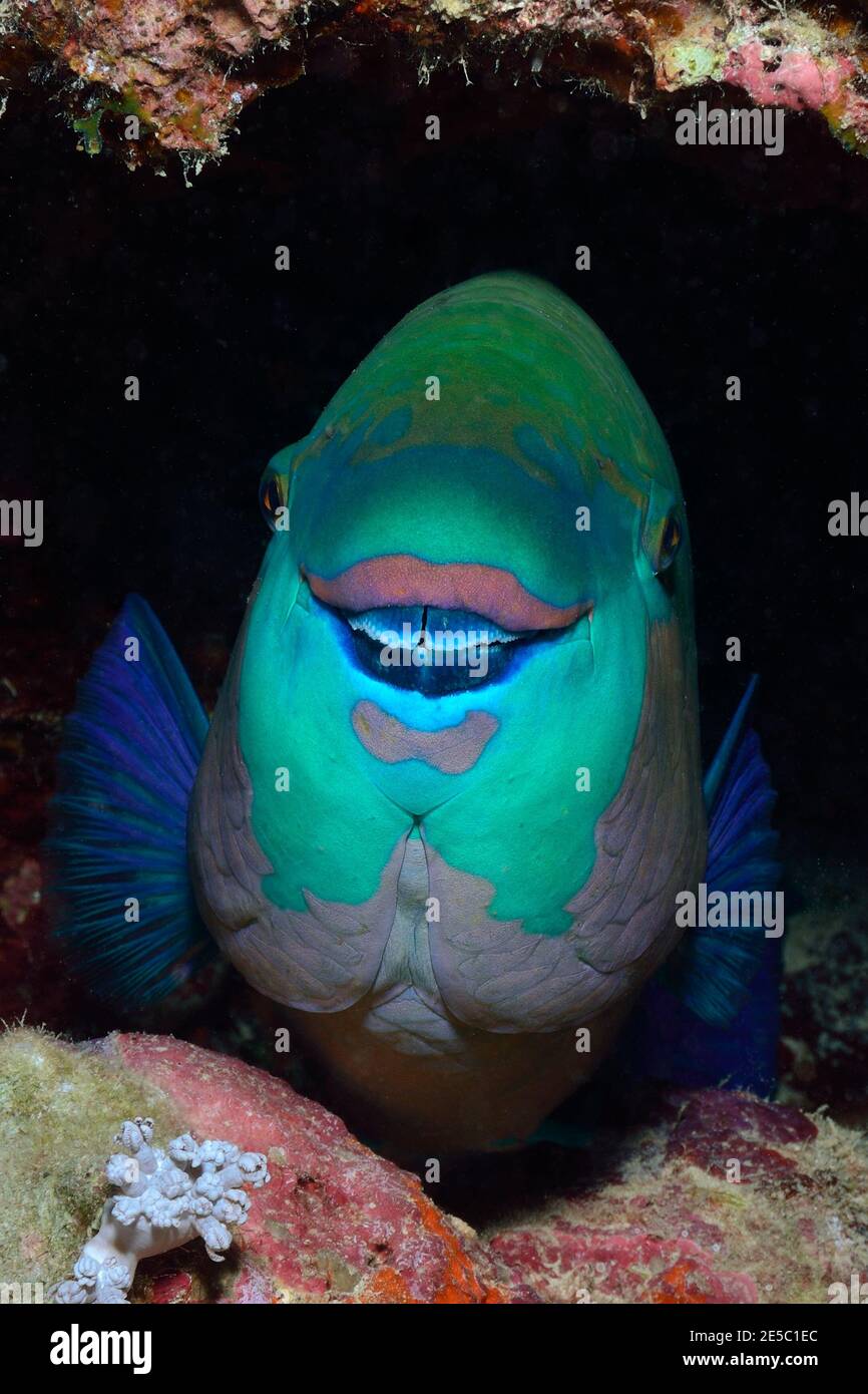 Scarus ferrugineus, rostiger Papageifisch, Rost-Papageifisch, Coraya Beach, Rotes Meer, Ägypten, Rotes Meer, Ägypten, Weibchen, Weibchen Stockfoto